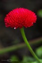 Red-Bellis