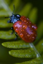 Red-Bug