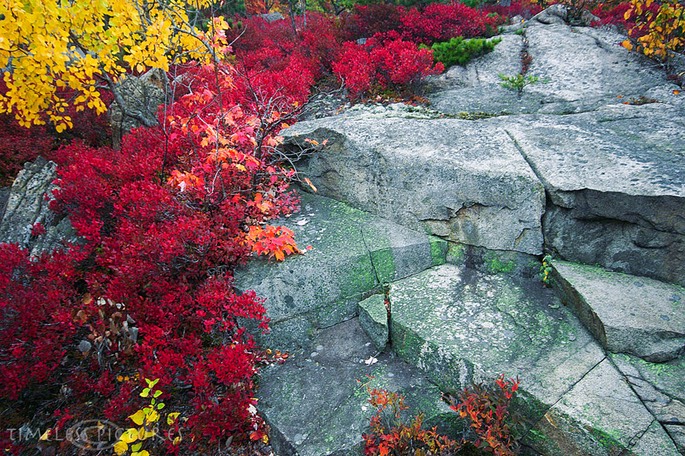 Rooks-meets-colors-