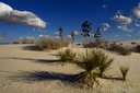 Sand-Impressions-