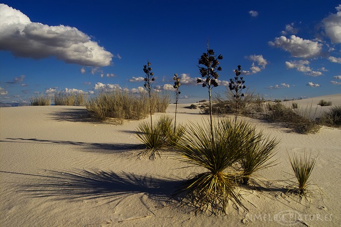 Sand-Impressions-