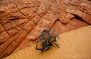 Sandcurves-at-Bighorn
