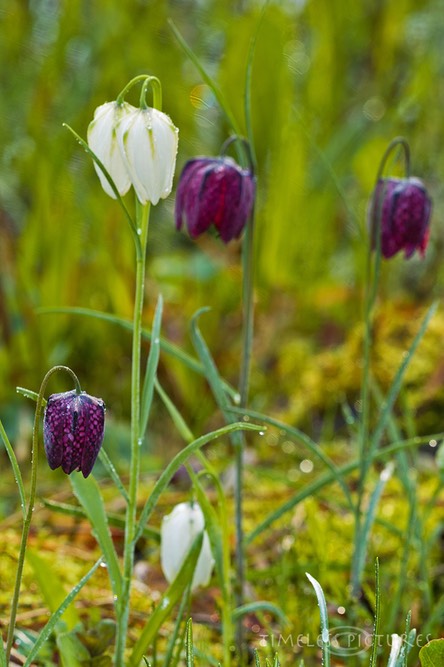 Schachbrettblume-2