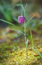 Schachbrettblume