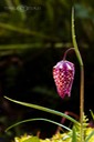 Schachbrettblume-3
