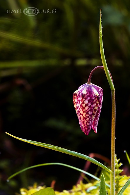 Schachbrettblume-3