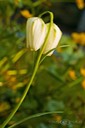 Schachbrettblume-4