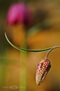 Schachbrettblume