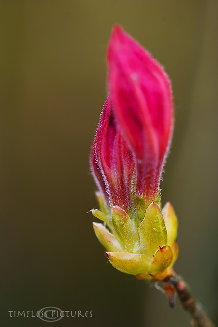 SDIM0096