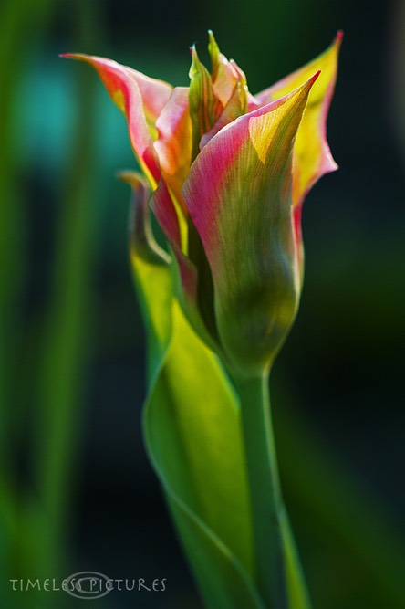 SDIM0152
