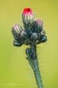 SDIM0648