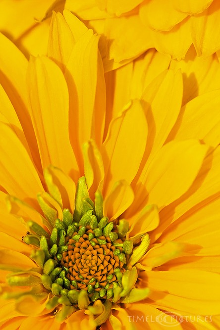 SDIM8435