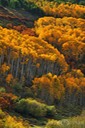 Spooky Forest 