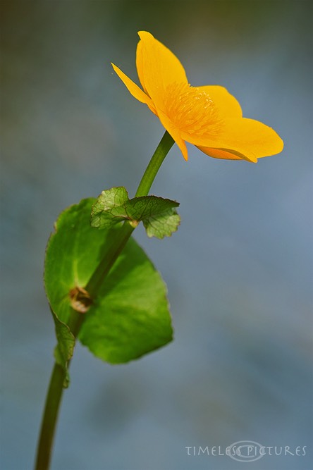 Sumpfdotterblume