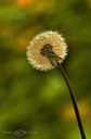 Sunrise-Pusteblume-II