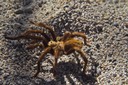 Tarantula
