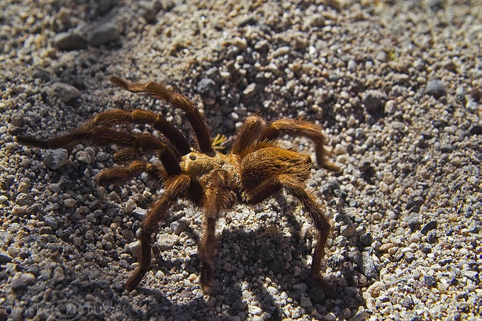Tarantula