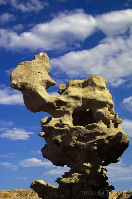 The-camel