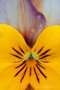 Viola-Tricolor