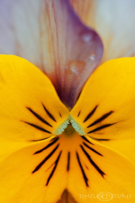 Viola-Tricolor