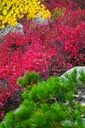 Wild-Gardens-of-Acadia