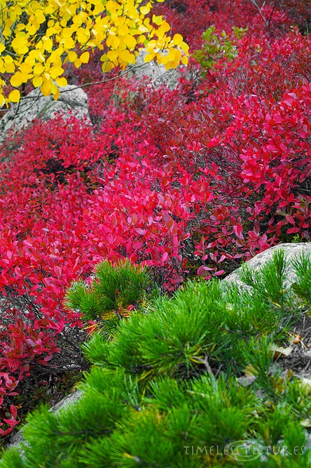 Wild-Gardens-of-Acadia