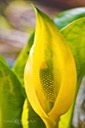 Yellow-Calla