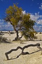 Yellow-Giant