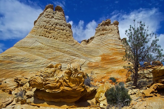 Yellow-Oyster-Top-Rock