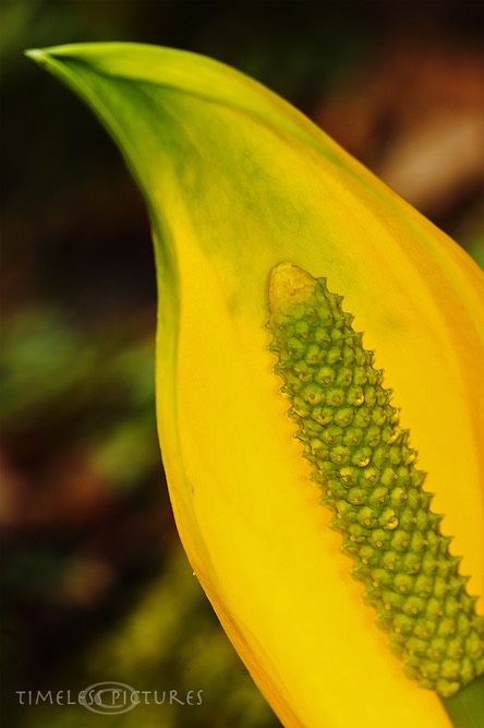 Yellow Scheincalla